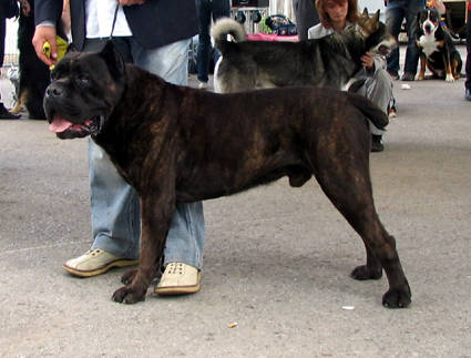 Cane Corso.jpg